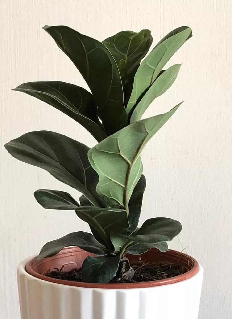 20 plantas para ambientes fechados