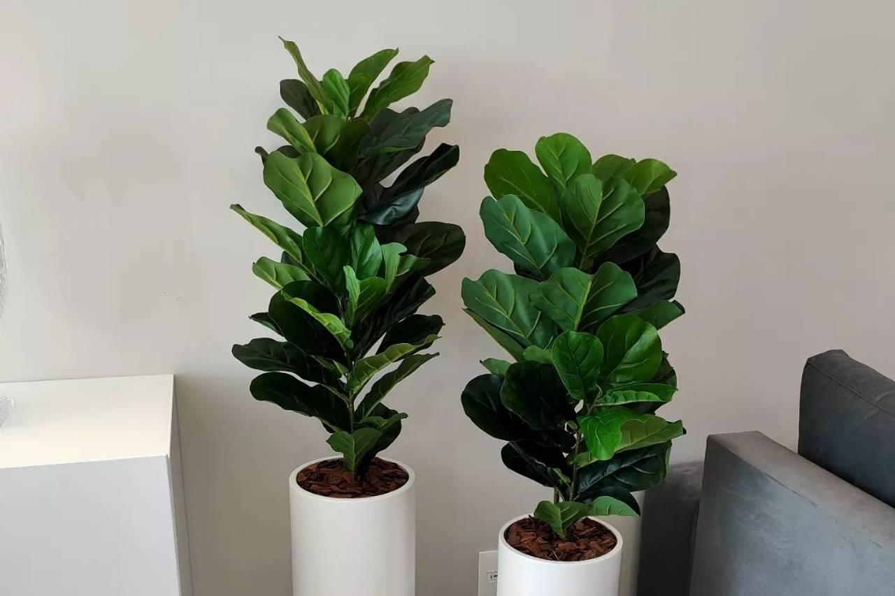 plantas para quarto com pouca luz natural