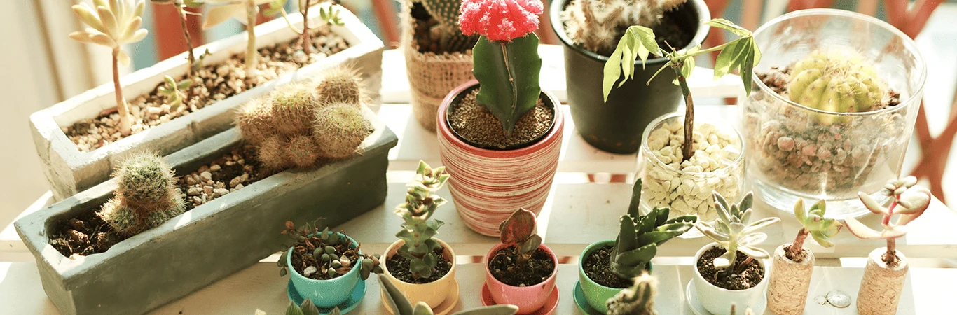 20 plantas para ambientes fechados