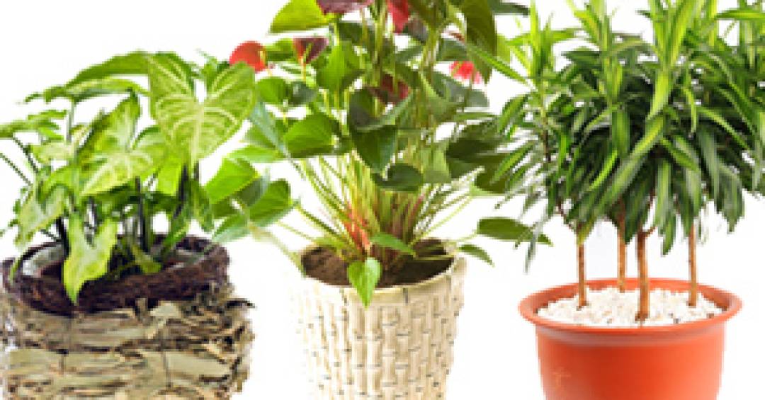 plantas para quarto com pouca luz natural