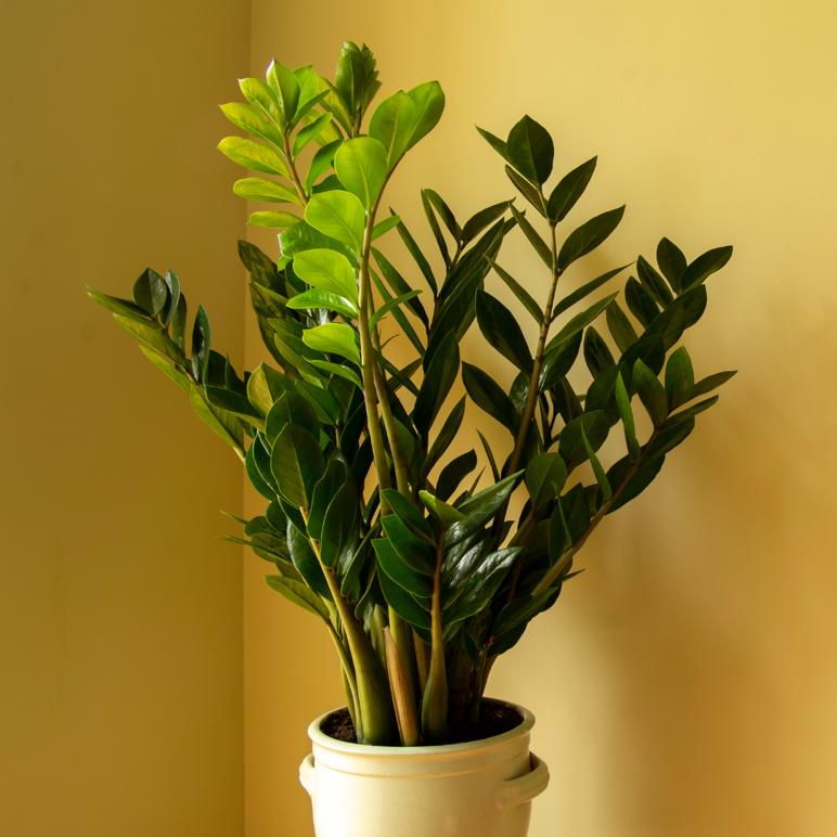 melhores plantas para decorar sala pequena