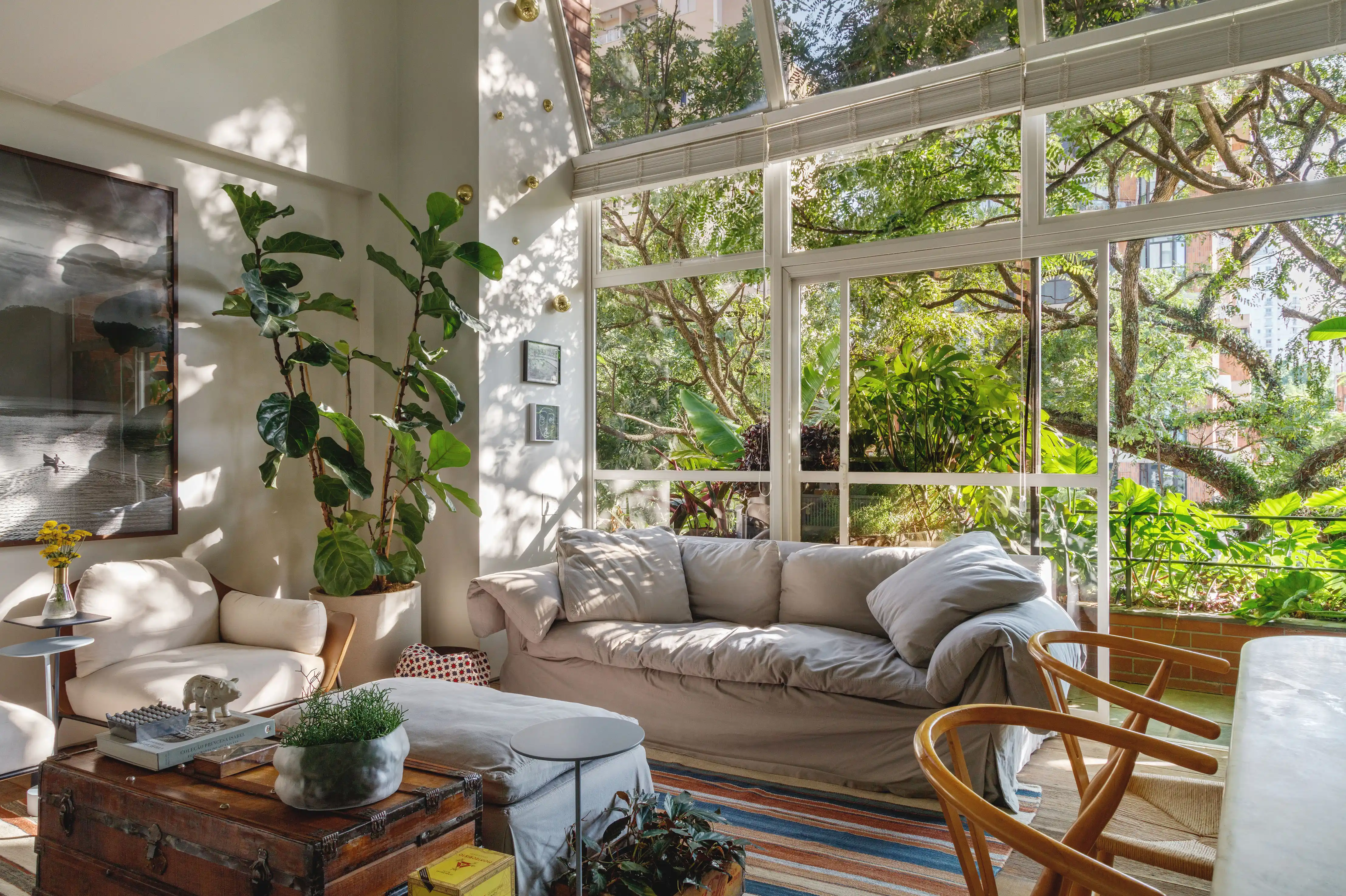 jiboia vs. espada de são jorge qual escolher