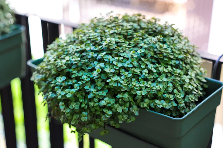 plantas que atraem dinheiro e sorte