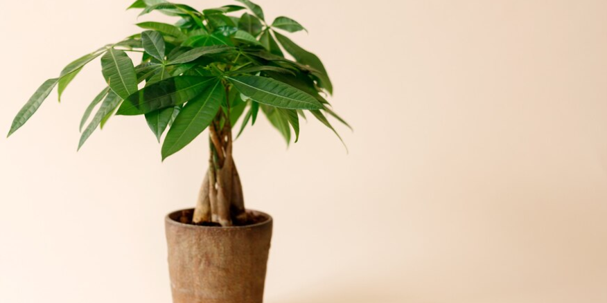 plantas para o escritório que atraem dinheiro