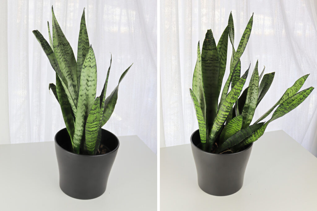 Feng Shui plantas dinheiro