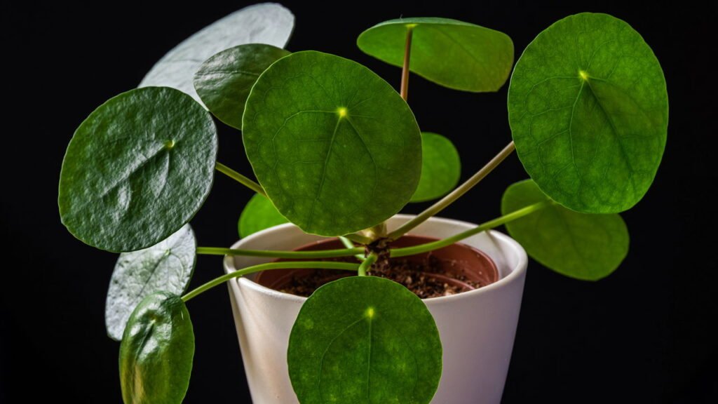 plantas que atraem boas energias e dinheiro