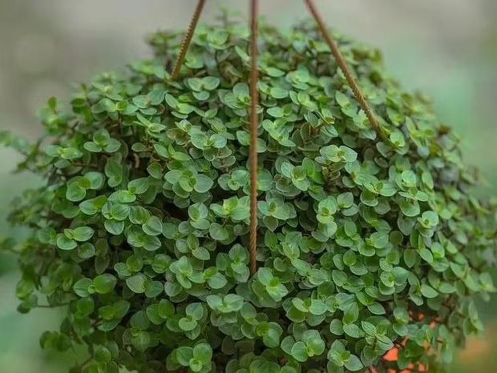 Feng Shui plantas dinheiro