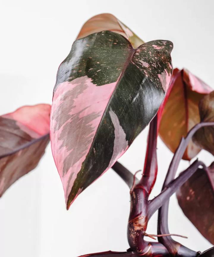 plantas mais caras do mundo 2026