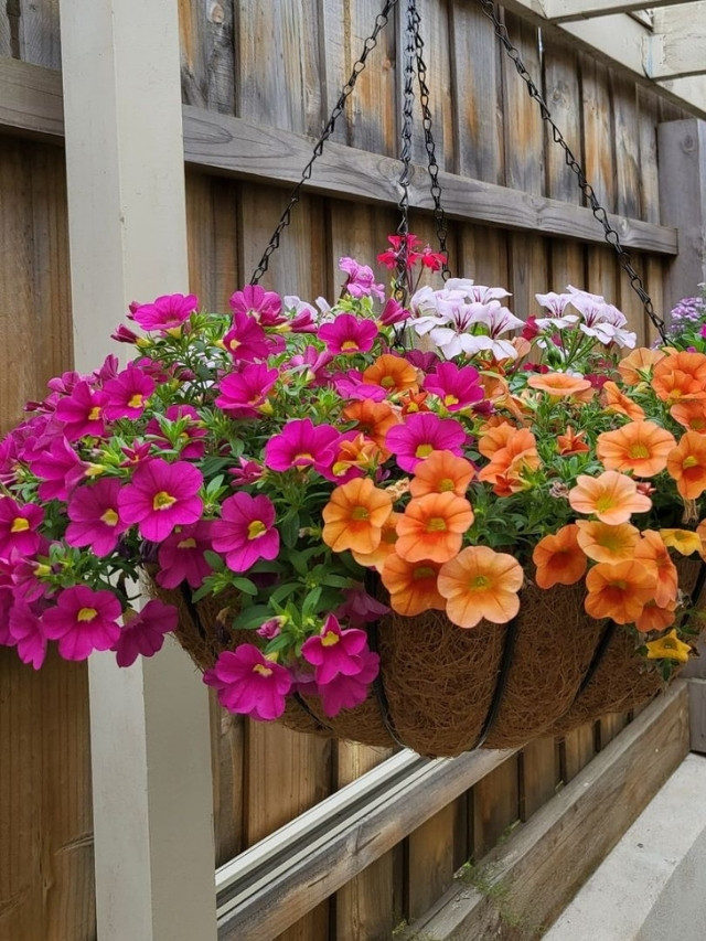 7 plantas pendentes de sol