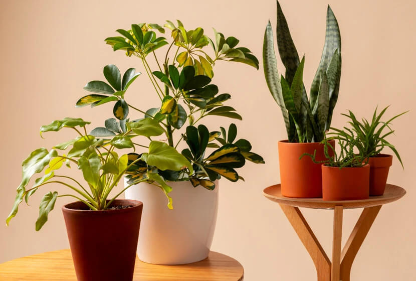 como propagar colar de bananinhas para sol pleno