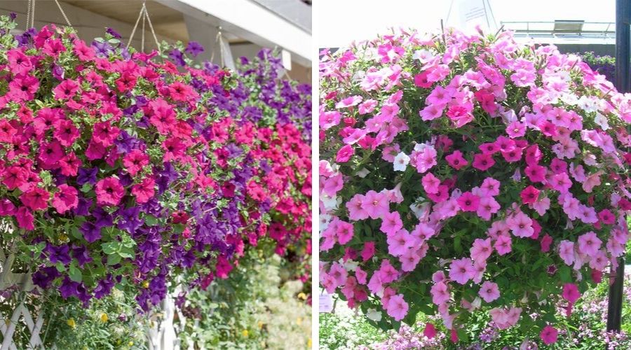 petúnia pendente vs gerânio pendente qual escolher