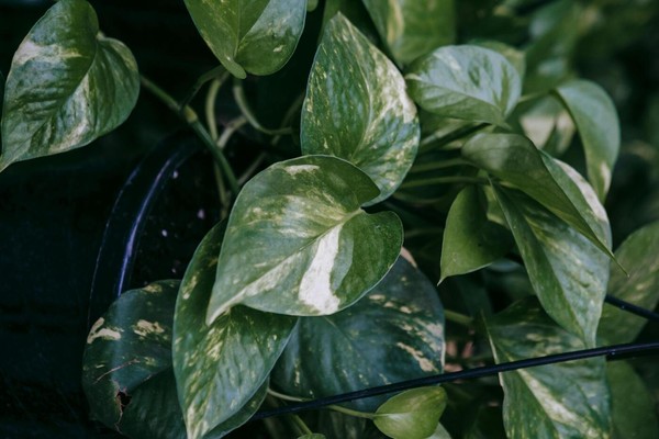 a planta jiboia é venenosa