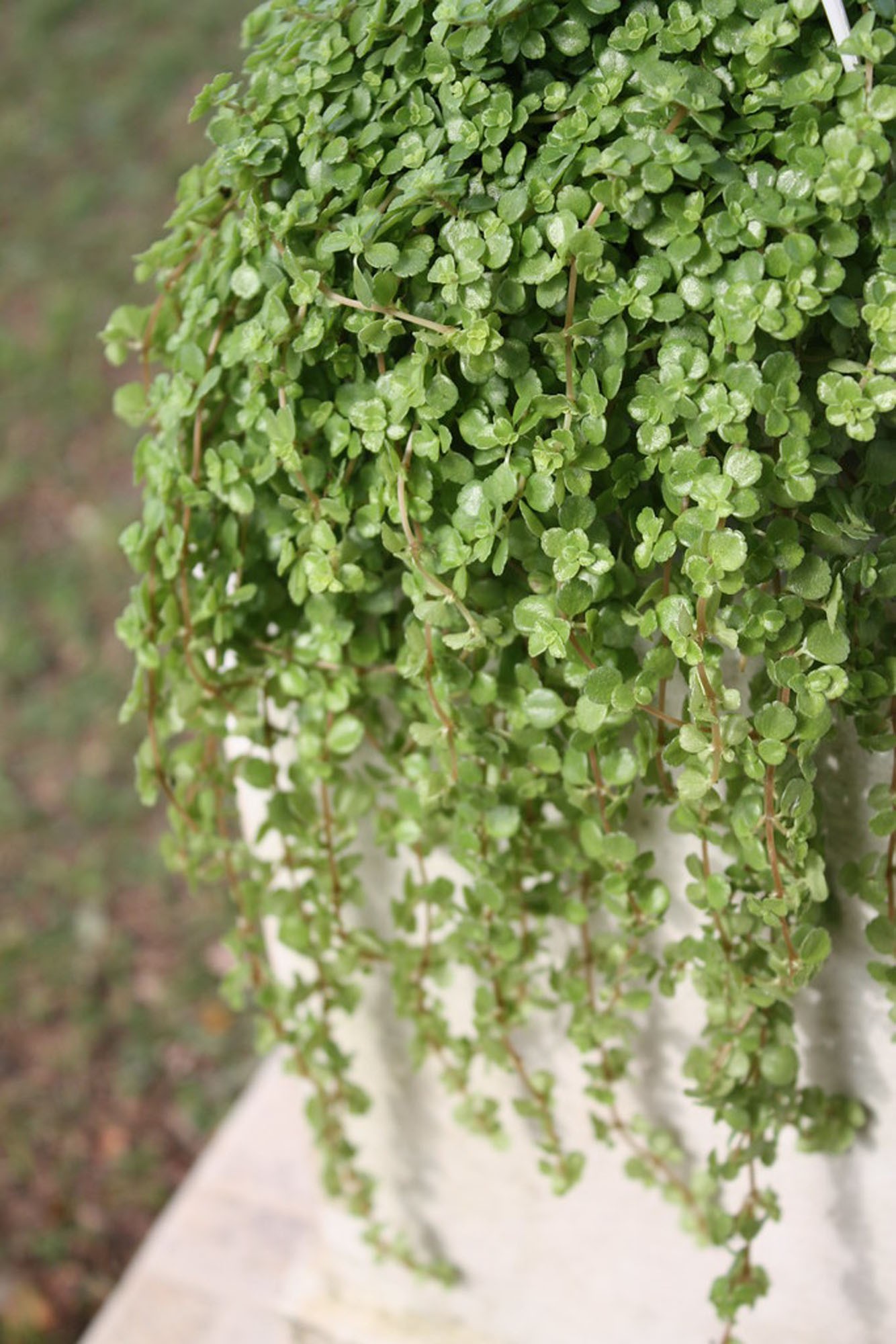 erros comuns ao cuidar da planta abre caminho