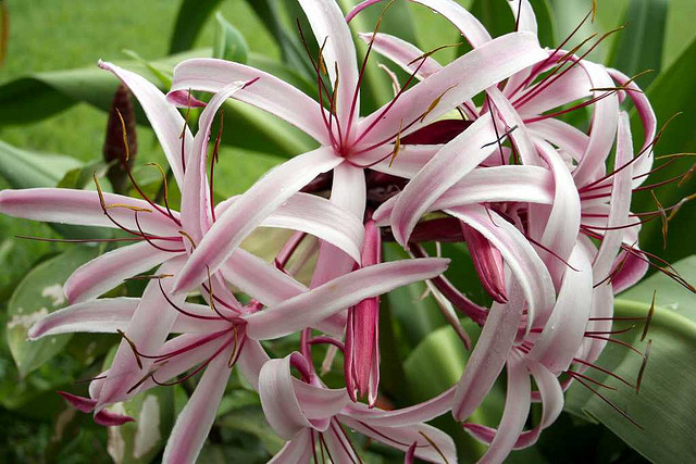 Cuidados com açucena