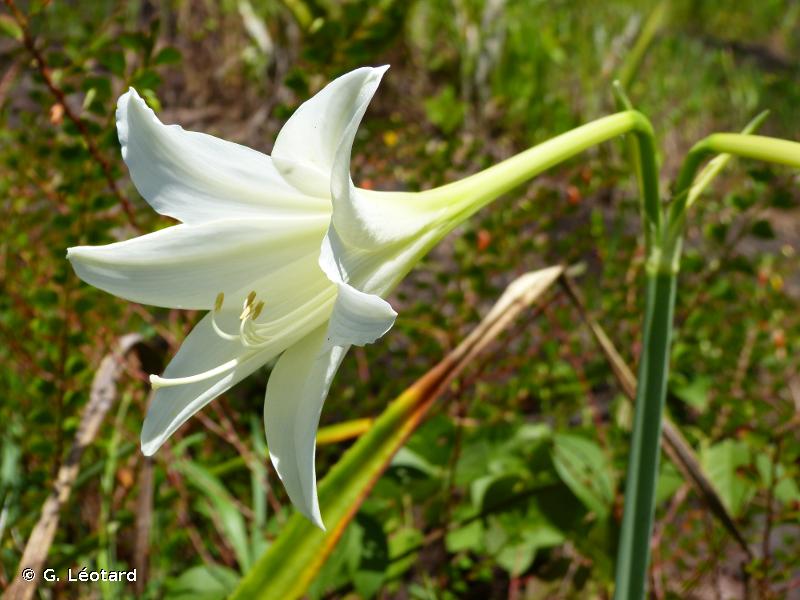 Açucena significado