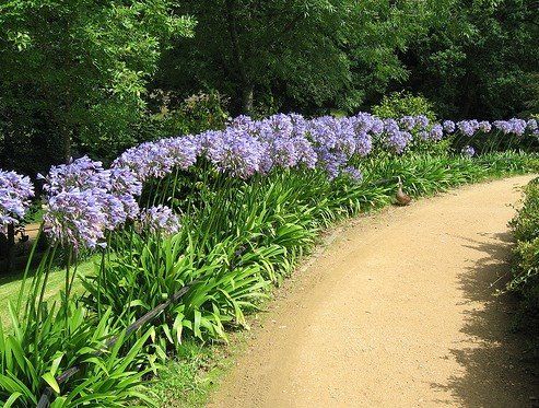 Agapanthus africanus