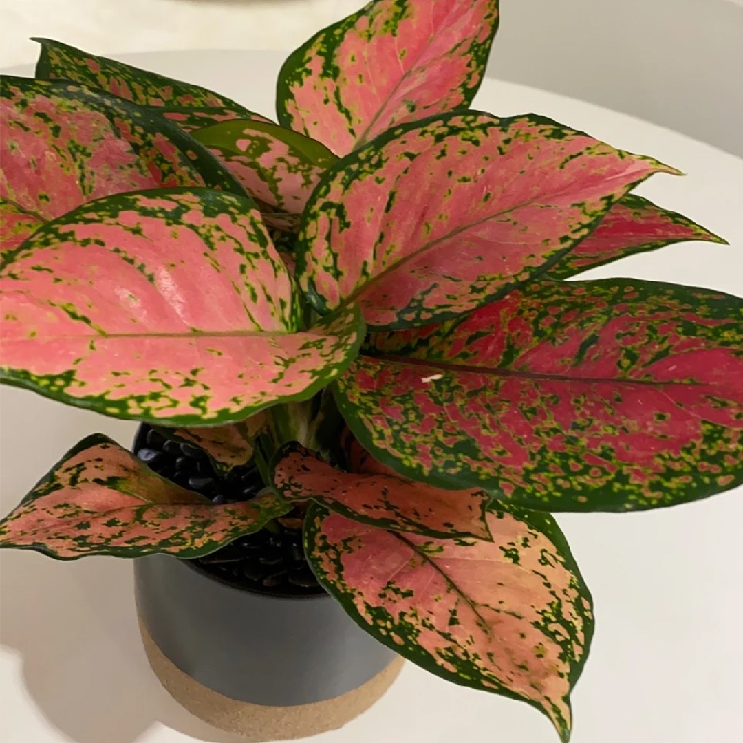 Aglaonema commutatum 