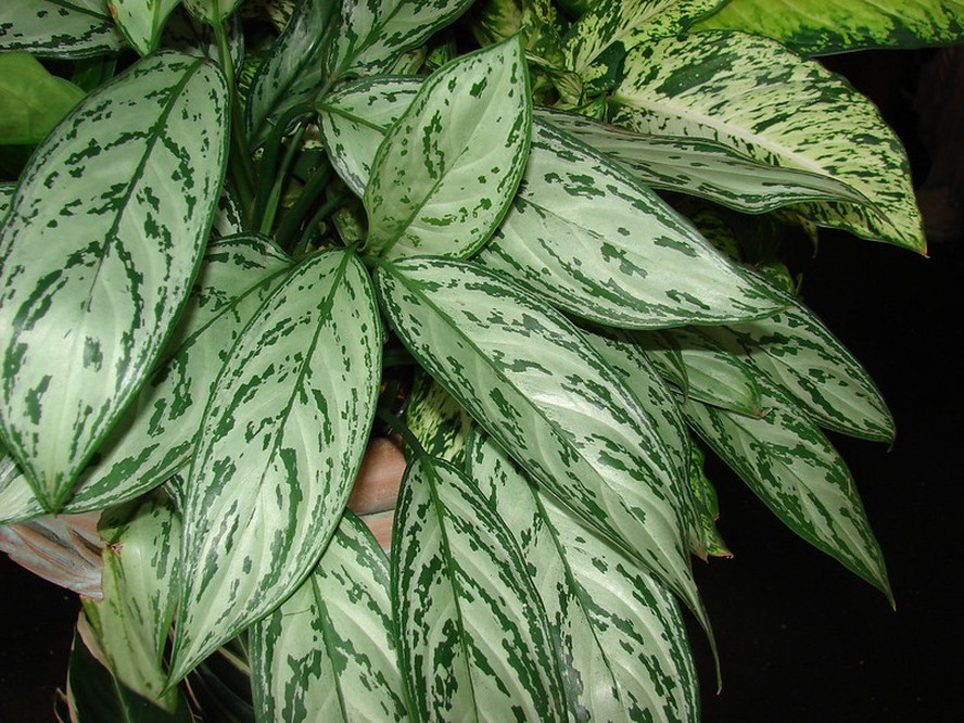 Aglaonema commutatum 