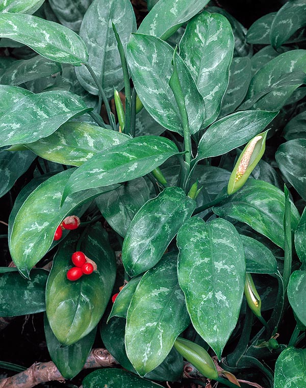Aglaonema commutatum 