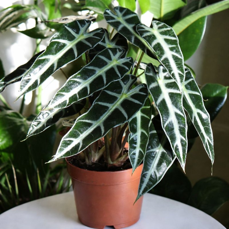 alocasia