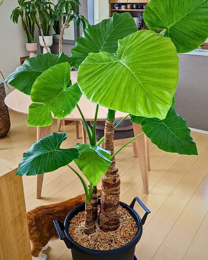 melhores espécies de alocasia para iniciantes