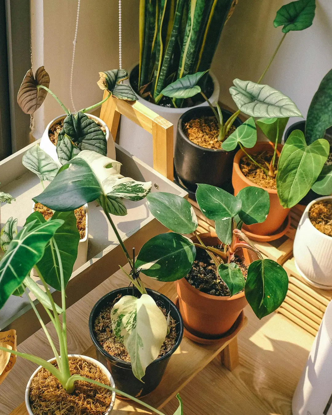 erros comuns ao cuidar de alocasia