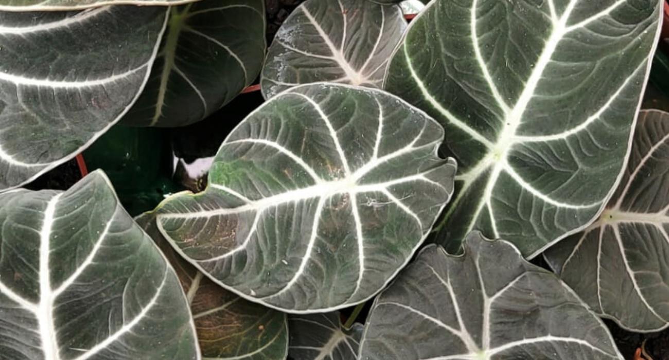 Alocasia Black Velvet Gold Variegata