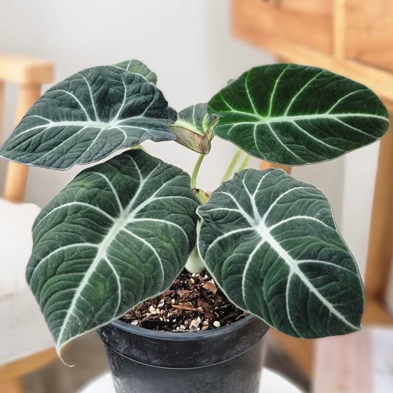 Alocasia Black Velvet Aurea Variegata
