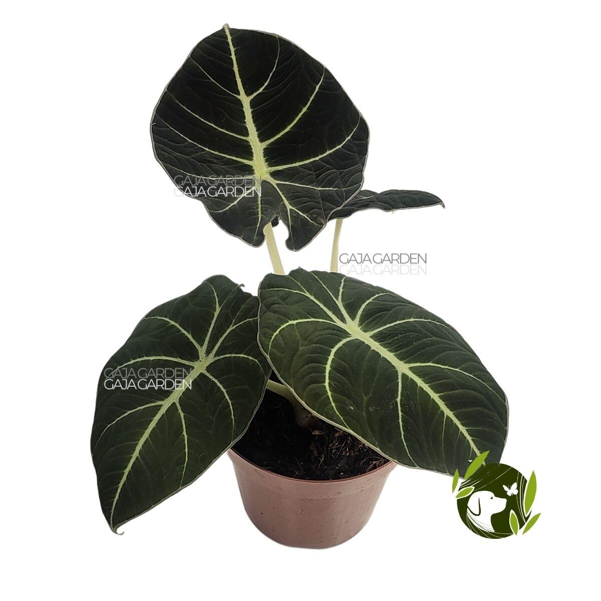 Alocasia Black Velvet Aurea Variegata