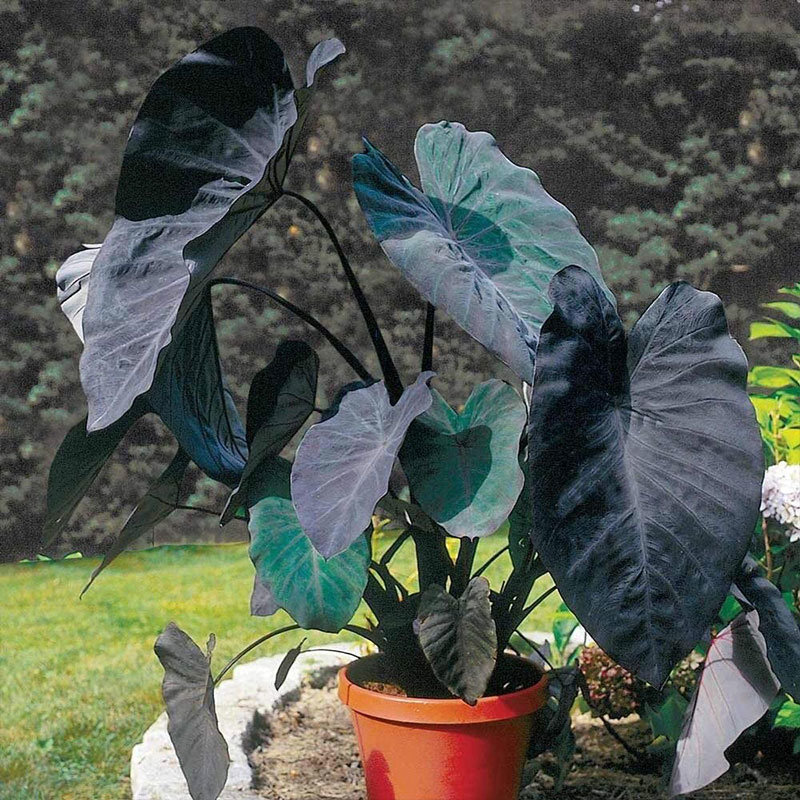 Alocasia Black Velvet Variegated