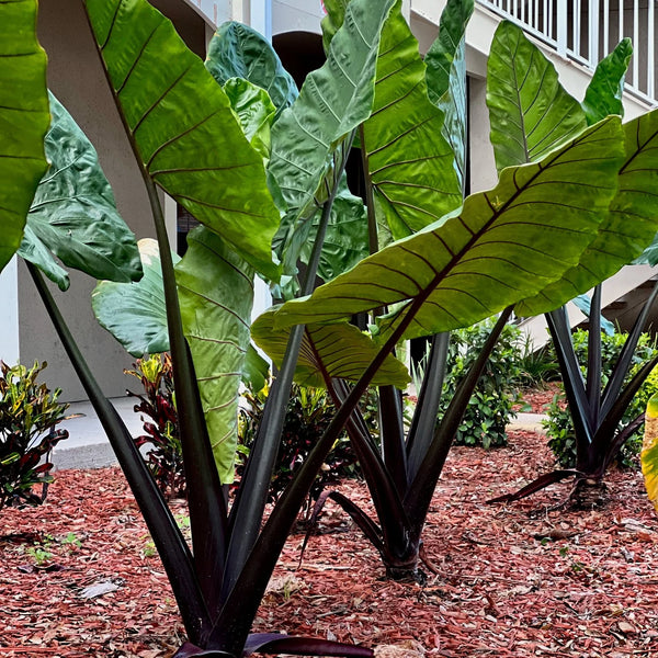 Alocasia Black Velvet Gold Variegata
