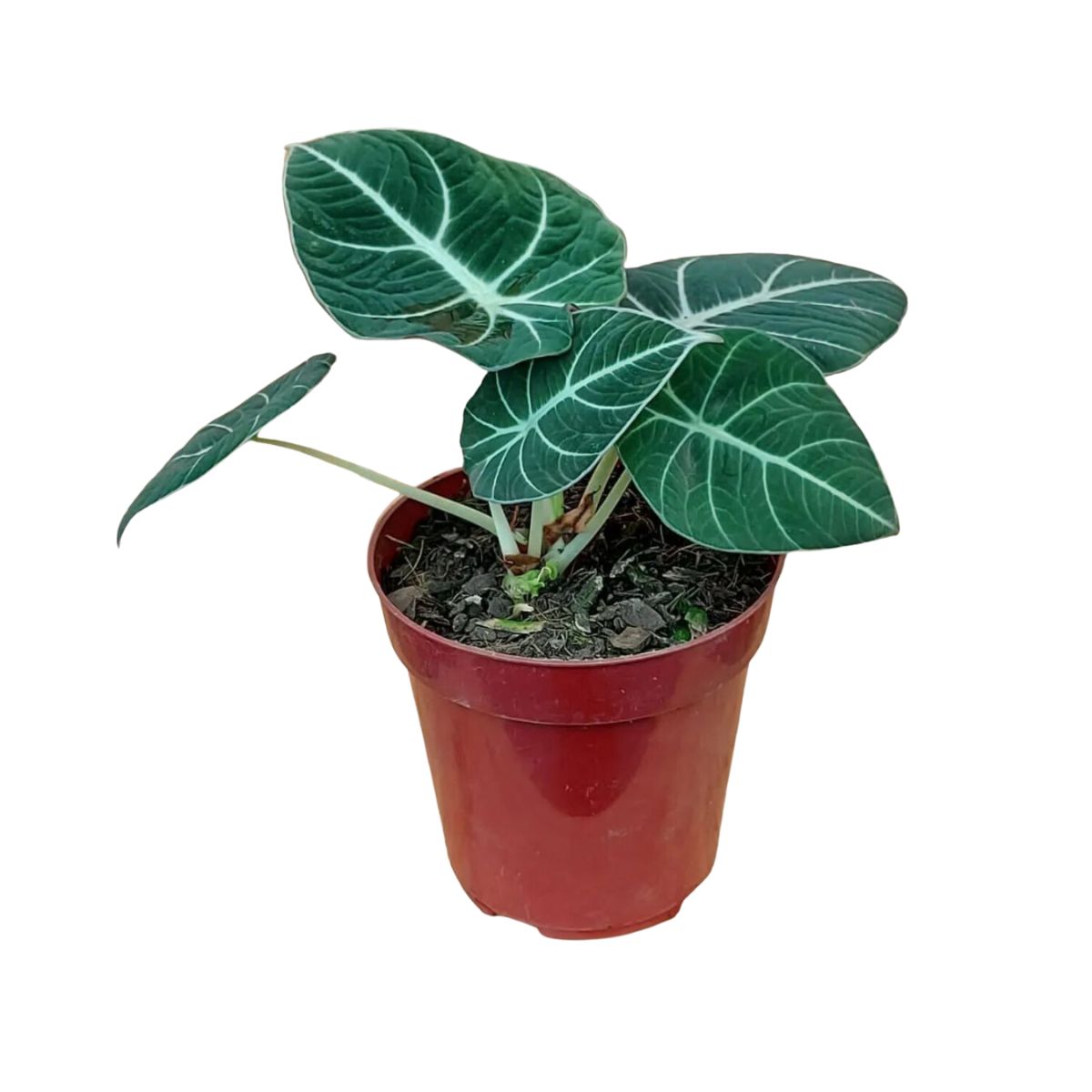 Alocasia Black Velvet Aurea Variegata
