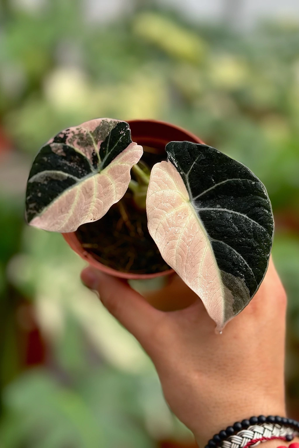 Alocasia Black Velvet Variegated