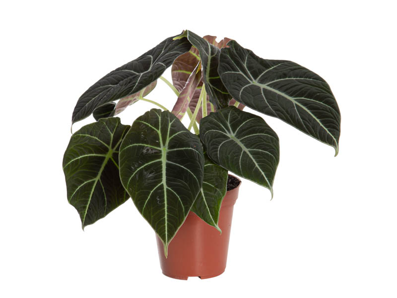 Alocasia Black Velvet Aurea Variegata