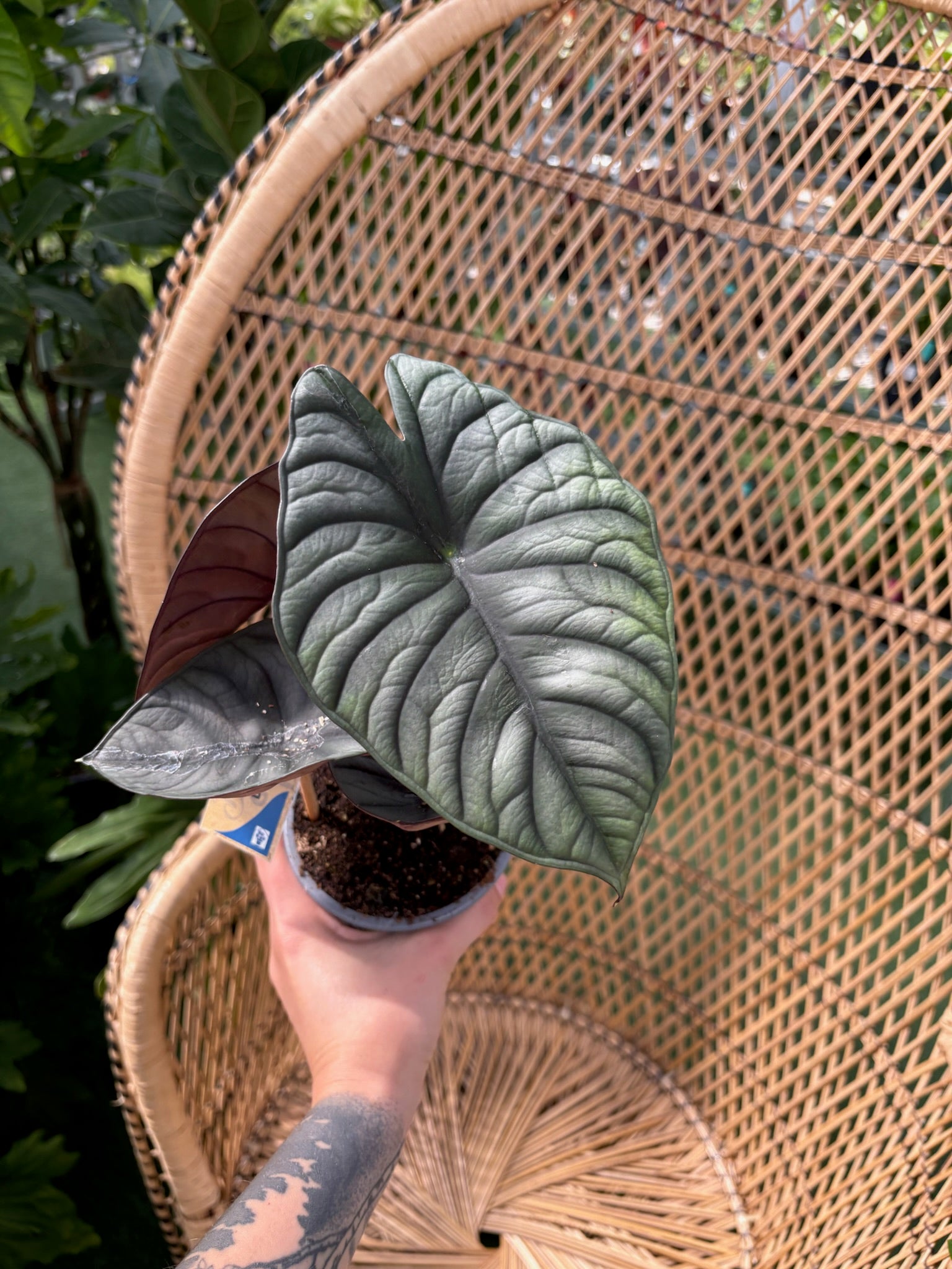 Alocasia Black Velvet Variegated