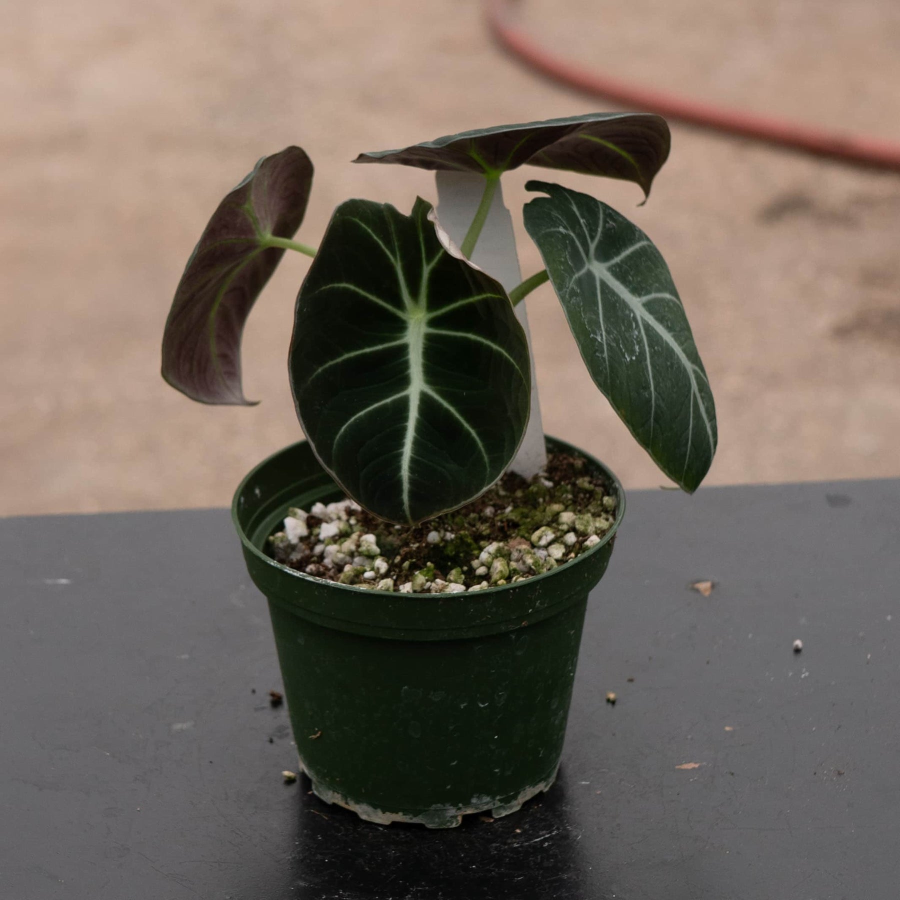 Alocasia Black Velvet Gold Variegata