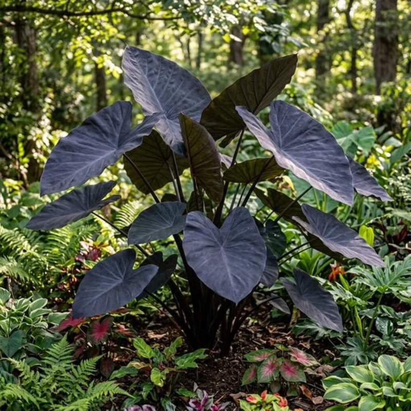 Alocasia Black Velvet Aurea Variegata