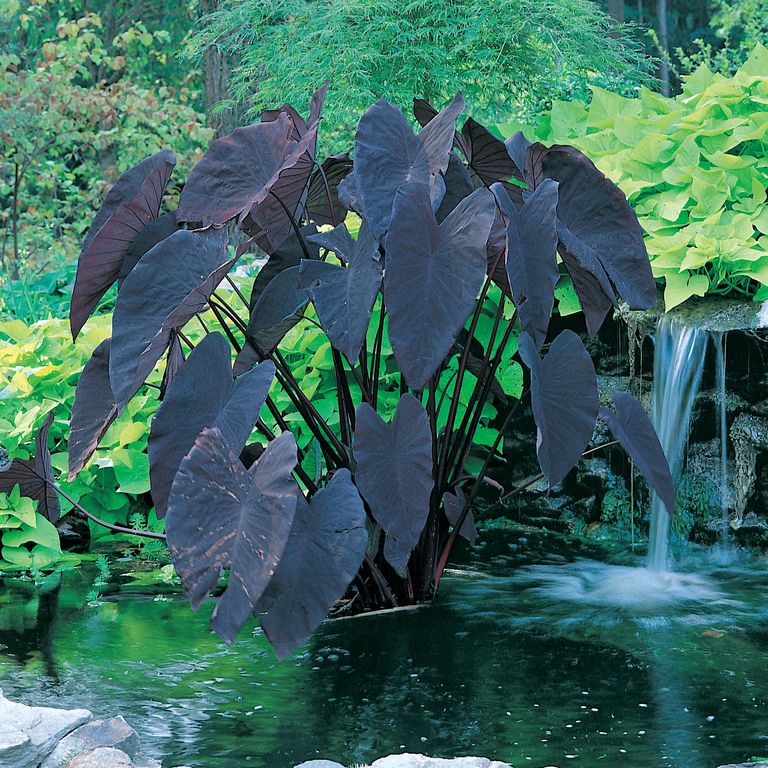 Alocasia Black Velvet Variegated