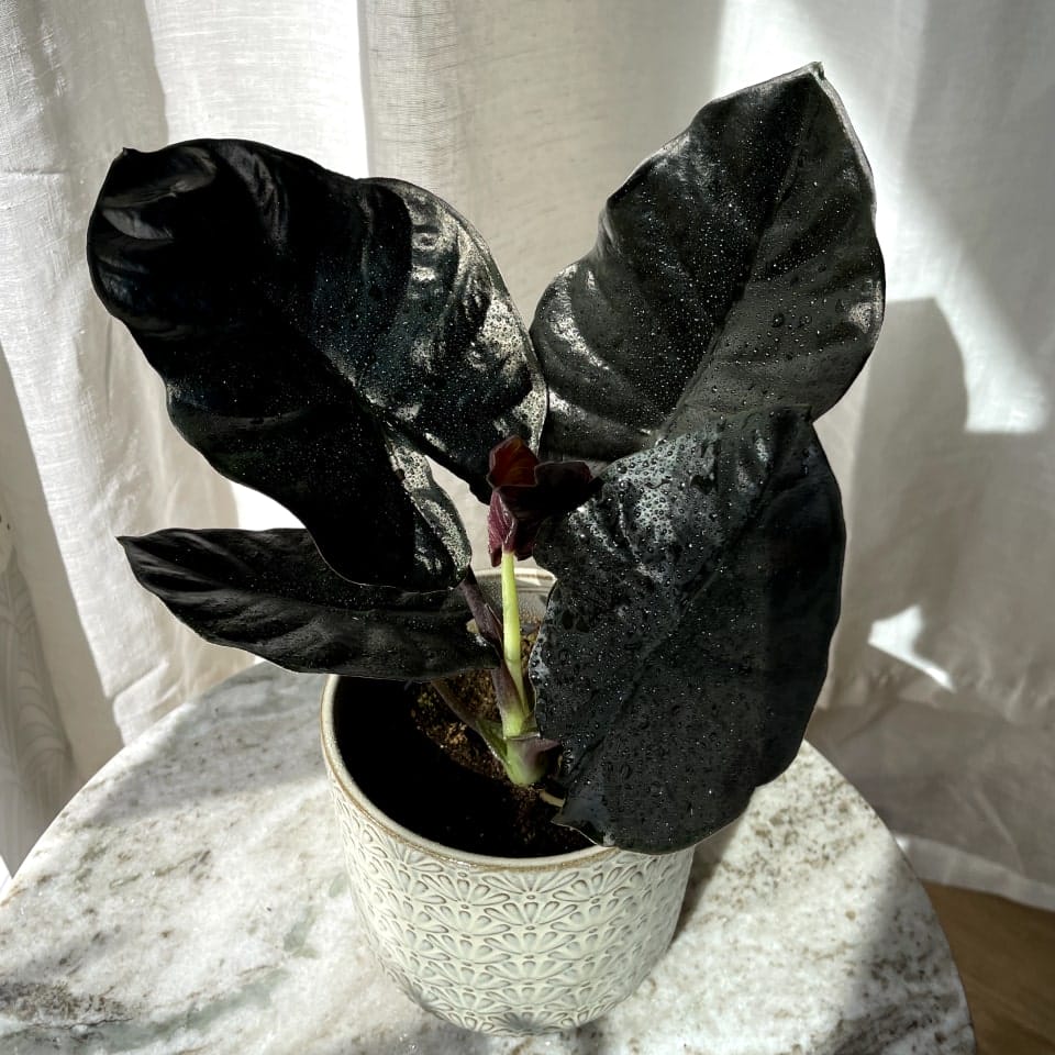 Alocasia Black Velvet Variegated