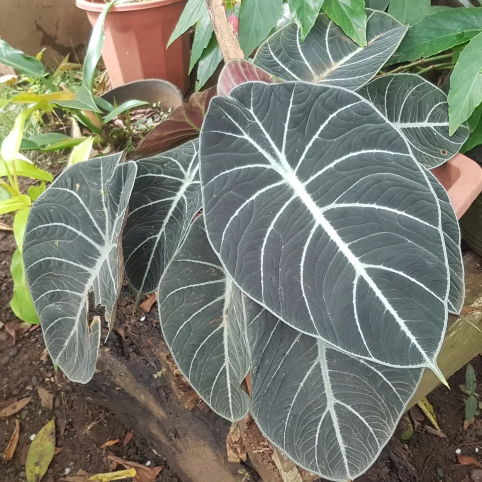 Alocasia Black Velvet Gold Variegata