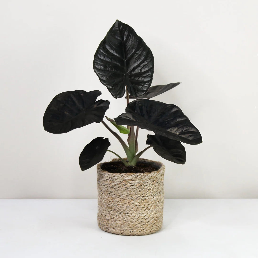Alocasia Black Velvet Aurea Variegata