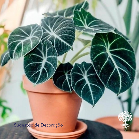 Alocasia Black Velvet Gold Variegata