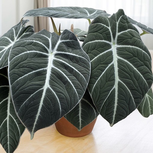 Alocasia Black Velvet Aurea Variegata