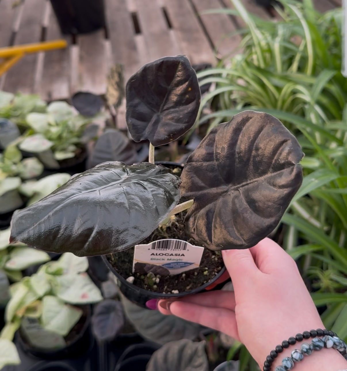 Alocasia Black Velvet Variegated
