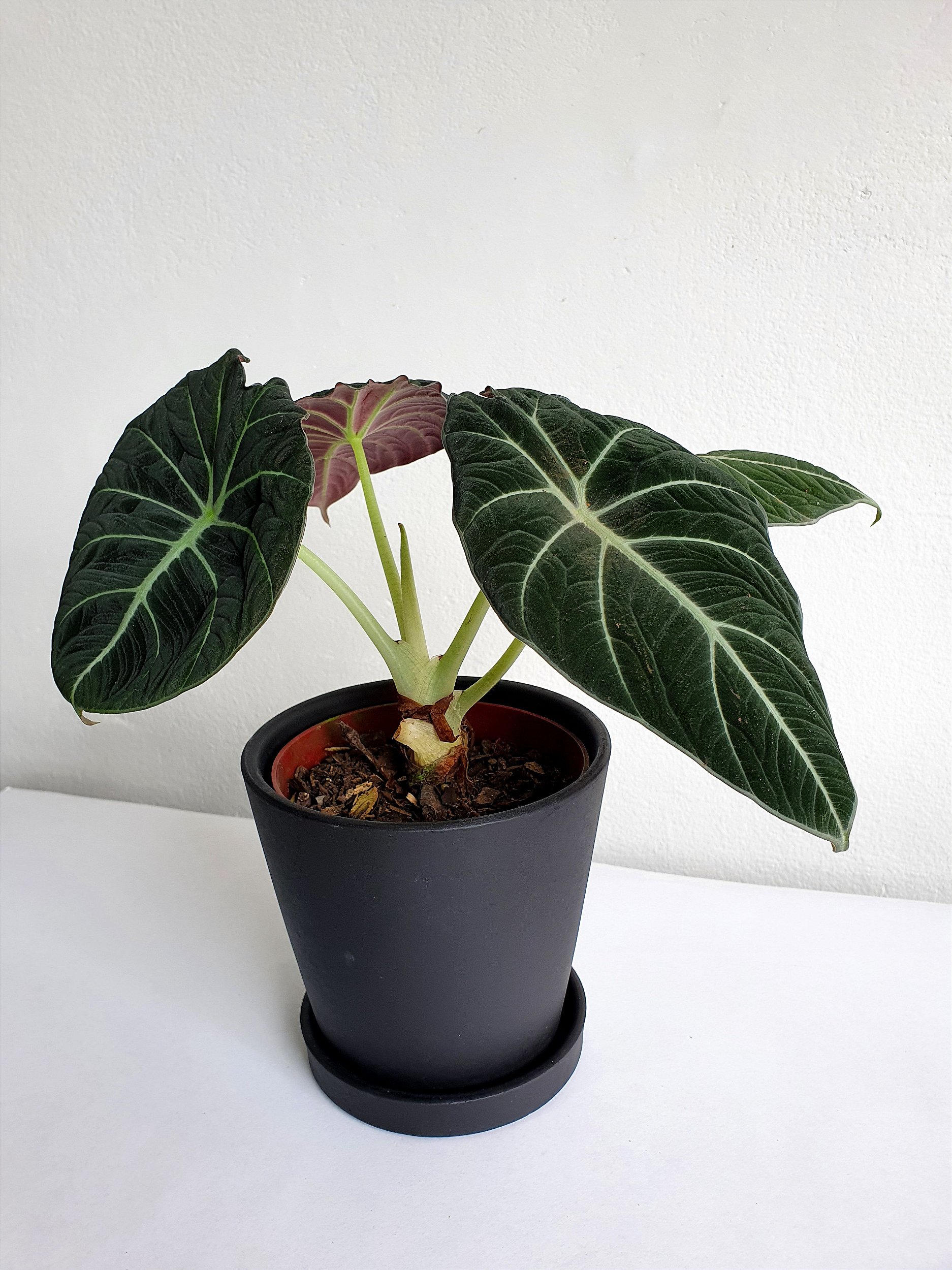 Alocasia Black Velvet Gold Variegata