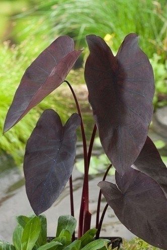 Alocasia Black Velvet Aurea Variegata
