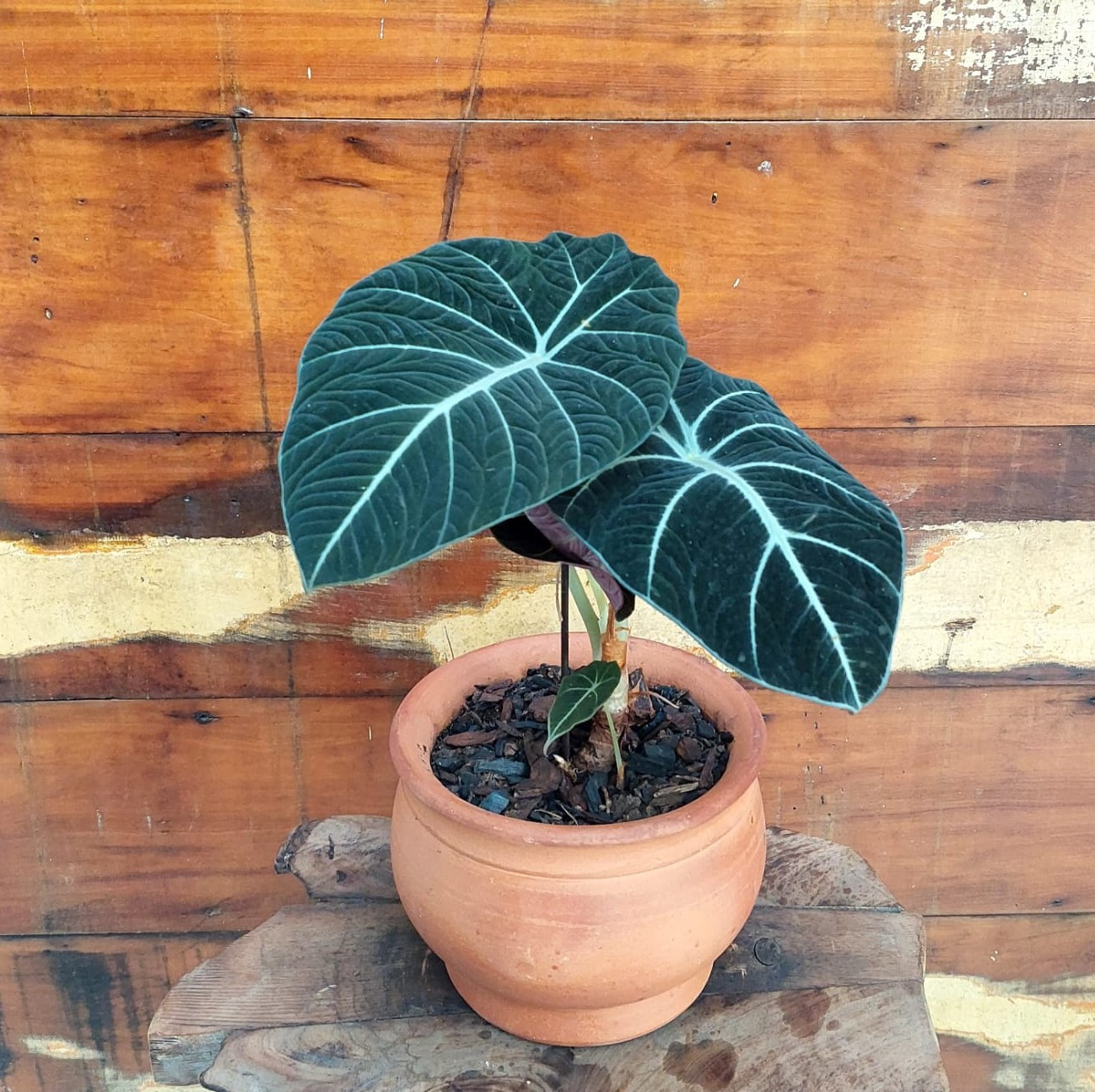 Alocasia Black Velvet Variegated