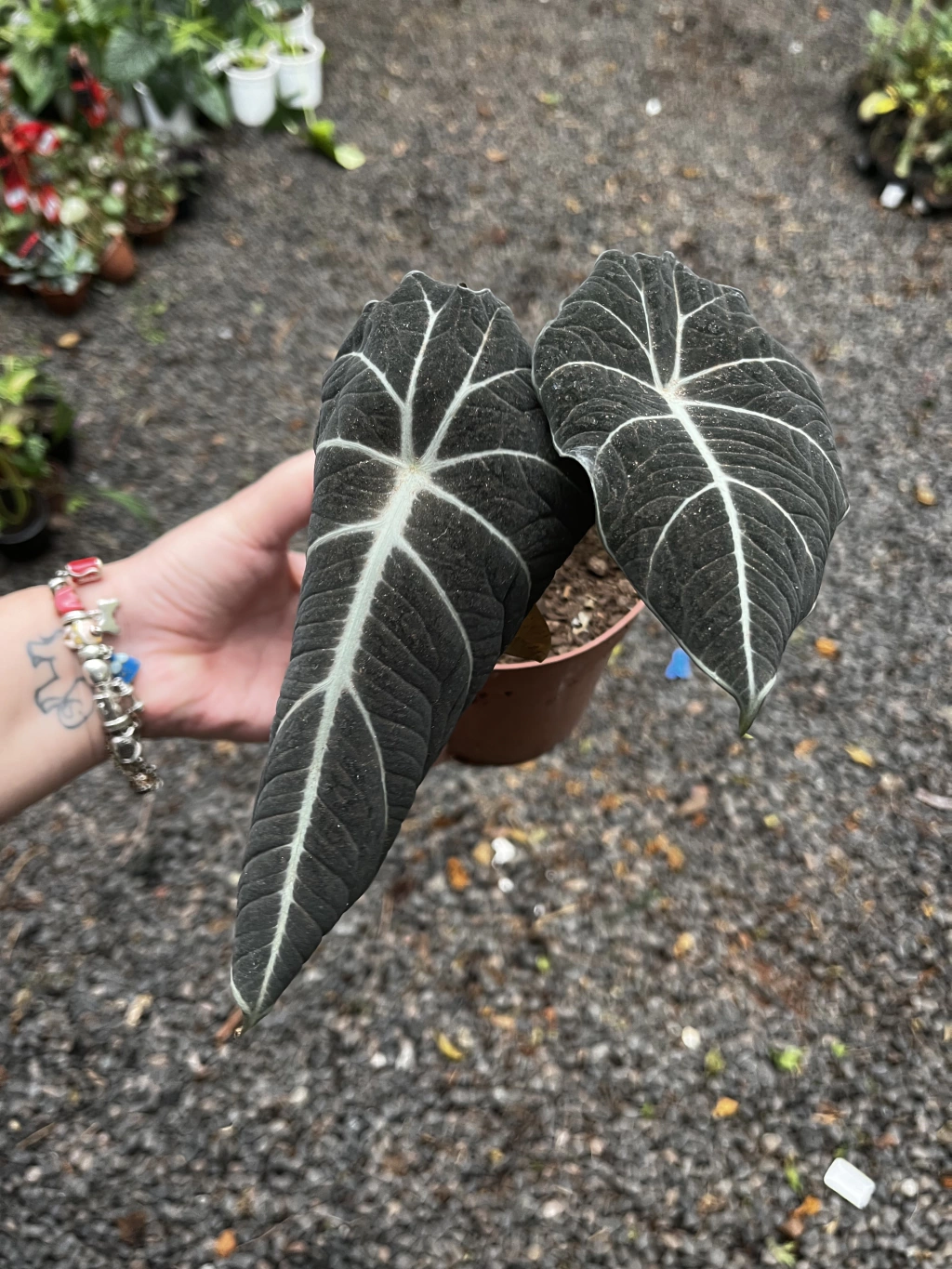 Alocasia Black Velvet Gold Variegata