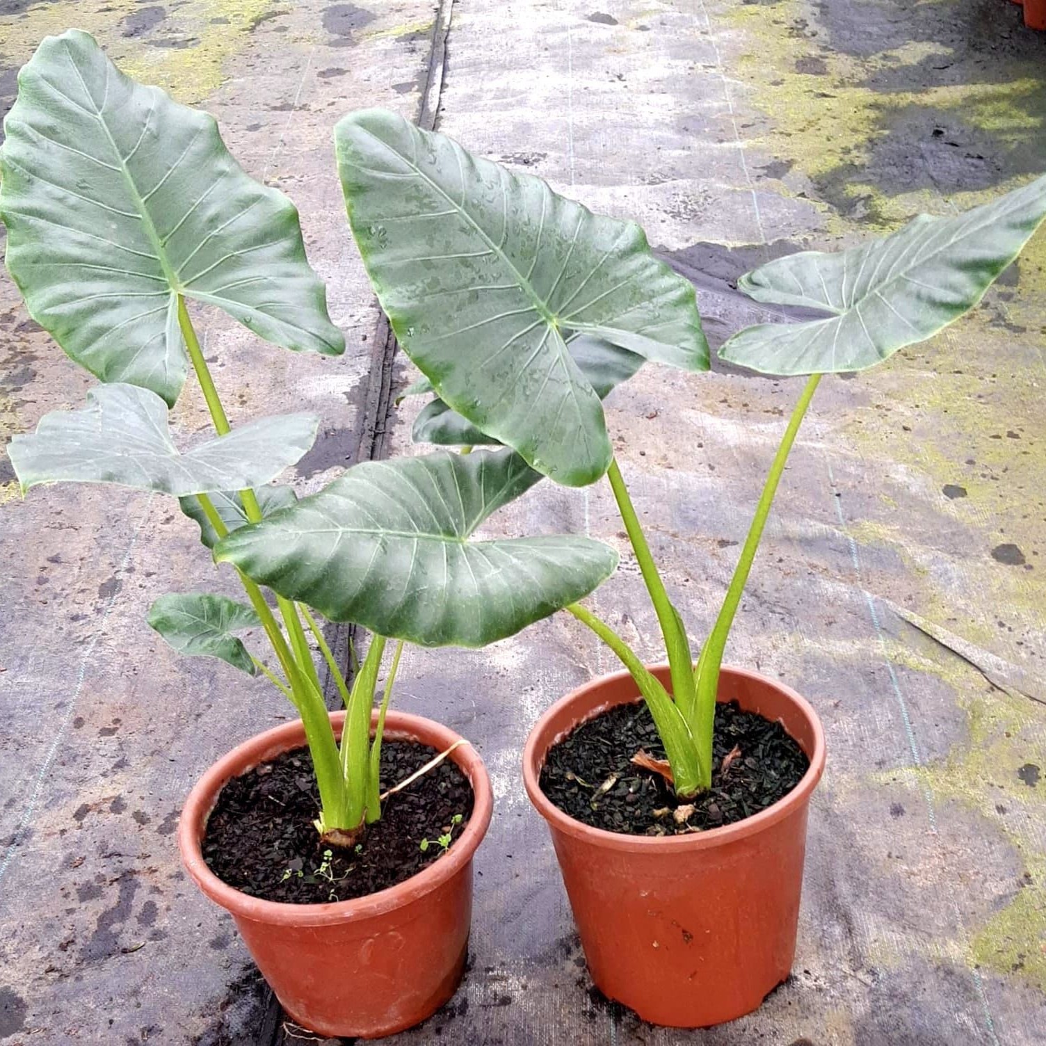 Alocasia Orelha de Elefante