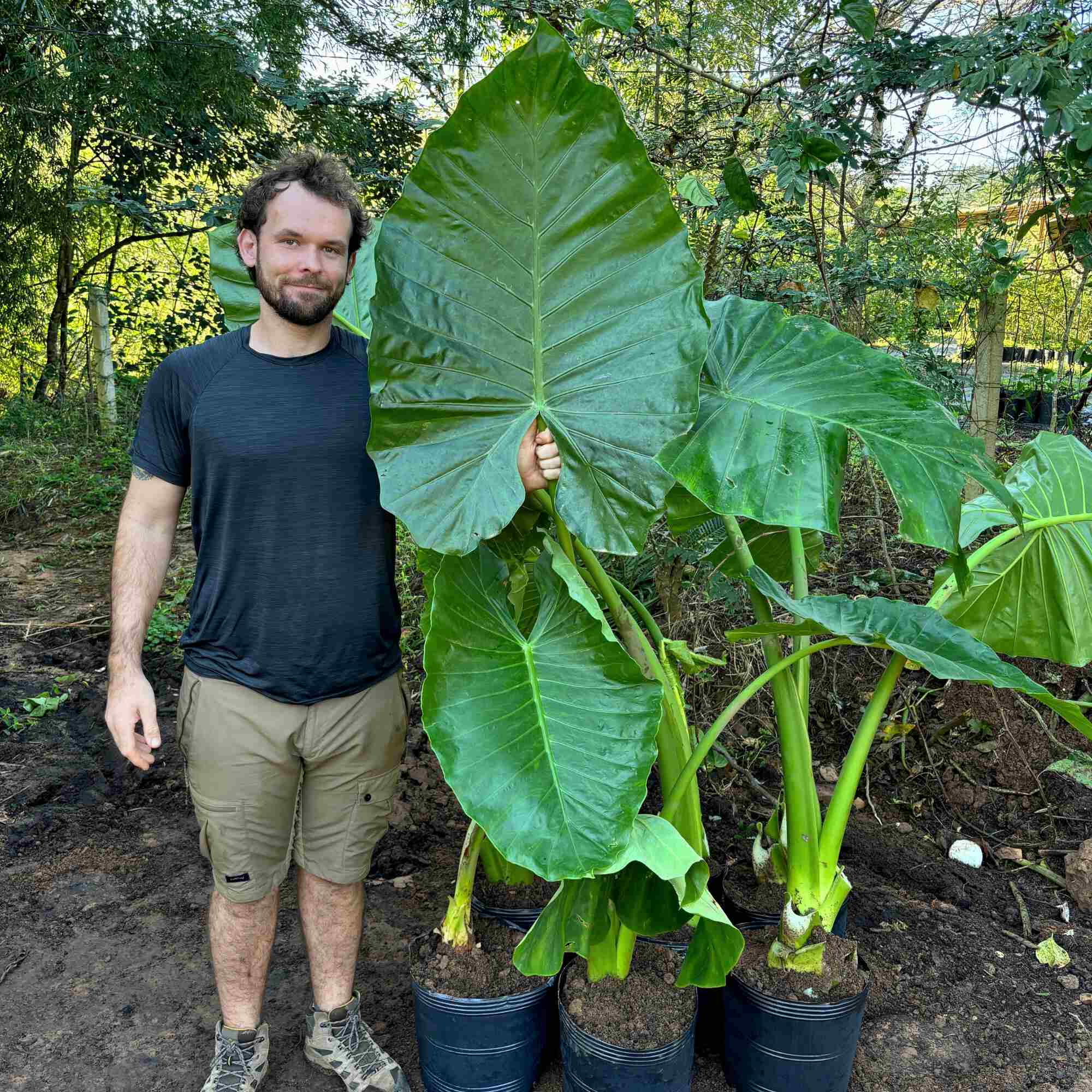 Planta Orelha de Elefante